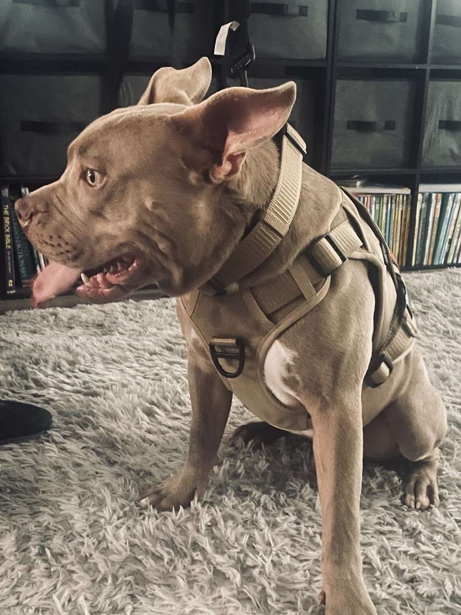 Good morning chargers family if any of you or someone else would like to adopt blue he is friendly but unfortunately my son can’t keep him in his house we just want a good home for him 🥰⚡️⚡️⚡️