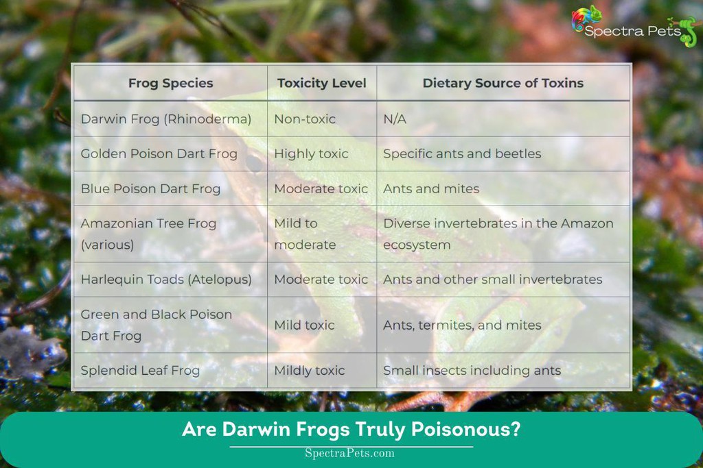 Reproduction: Given their unique reproductive behavior, breeding Darwin Frogs in captivity can be complex and may not always be successful.

Read more 👉 lttr.ai/AKFCb

#GainInsights #FascinatingWorld #DarwinFrogs #Frogs #ComprehensiveGuideAims #WidelyDebatedQuestion