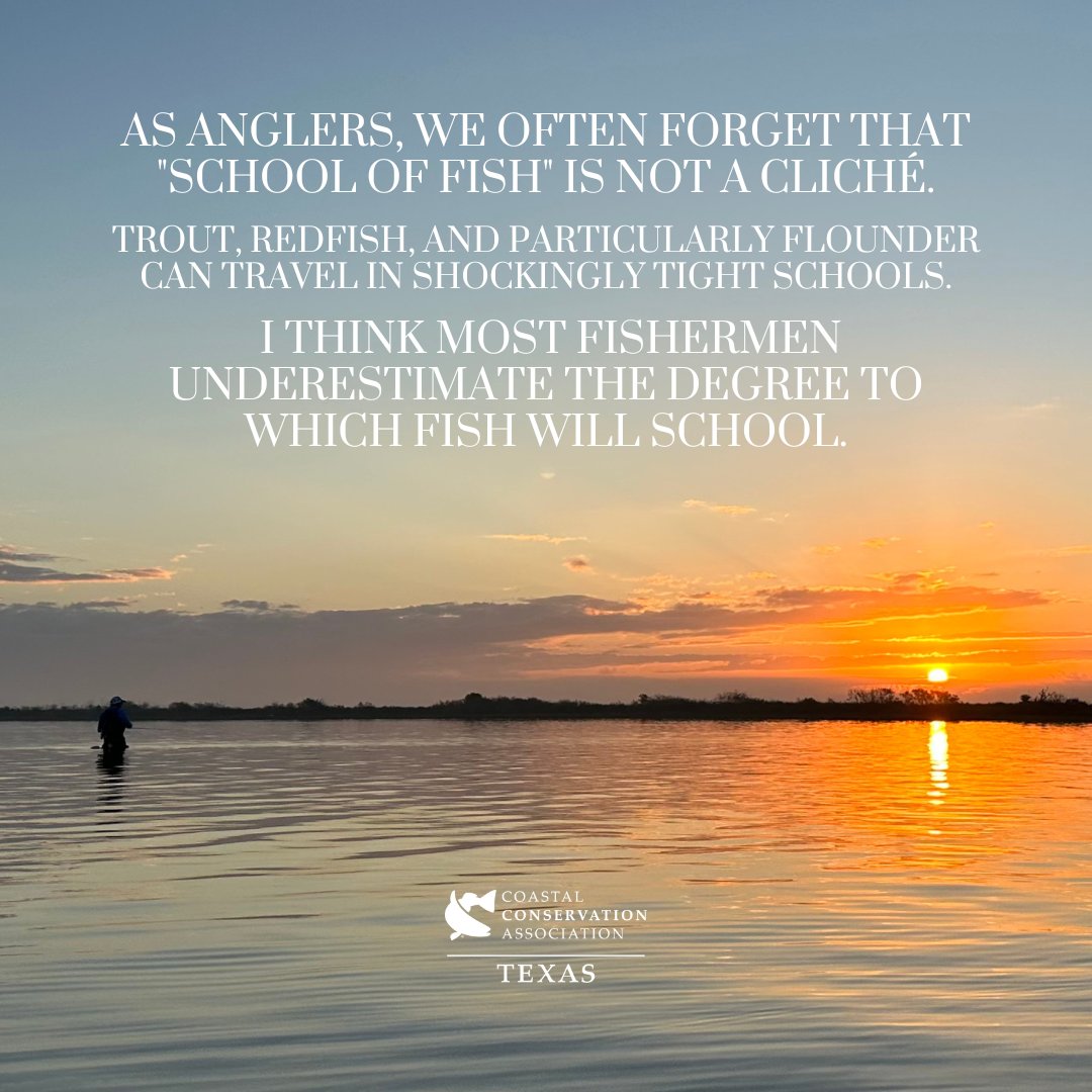CCA_Texas's tweet image. A few thoughts on the schooling nature of fish from our Advocacy Director Shane Bonnot who has witnessed this behavior, specifically in a hatchery setting, over his many years of experience.

It can definitely be easy to forget when you're out on the water...

#JoinCCA #CCATexas