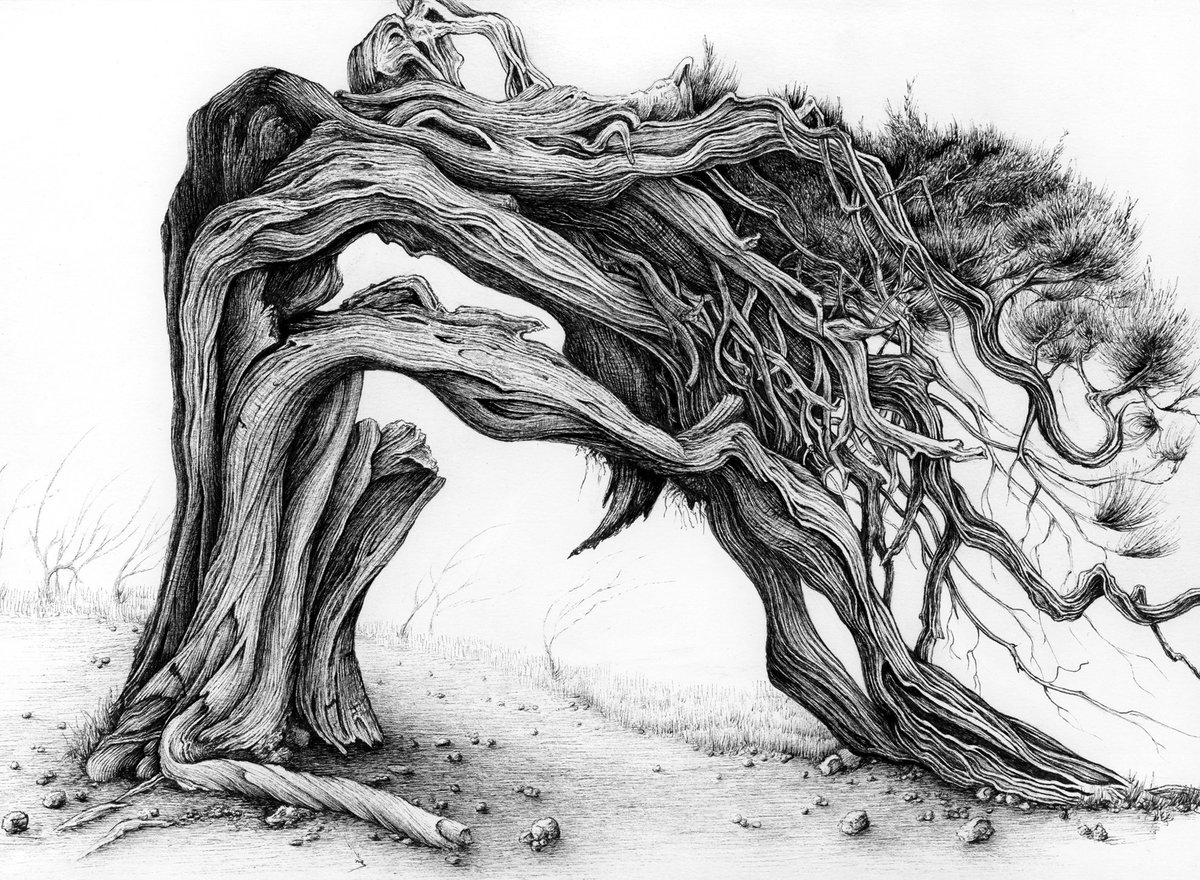 Time to get back into trees. Feeling some Silver Birch maybe