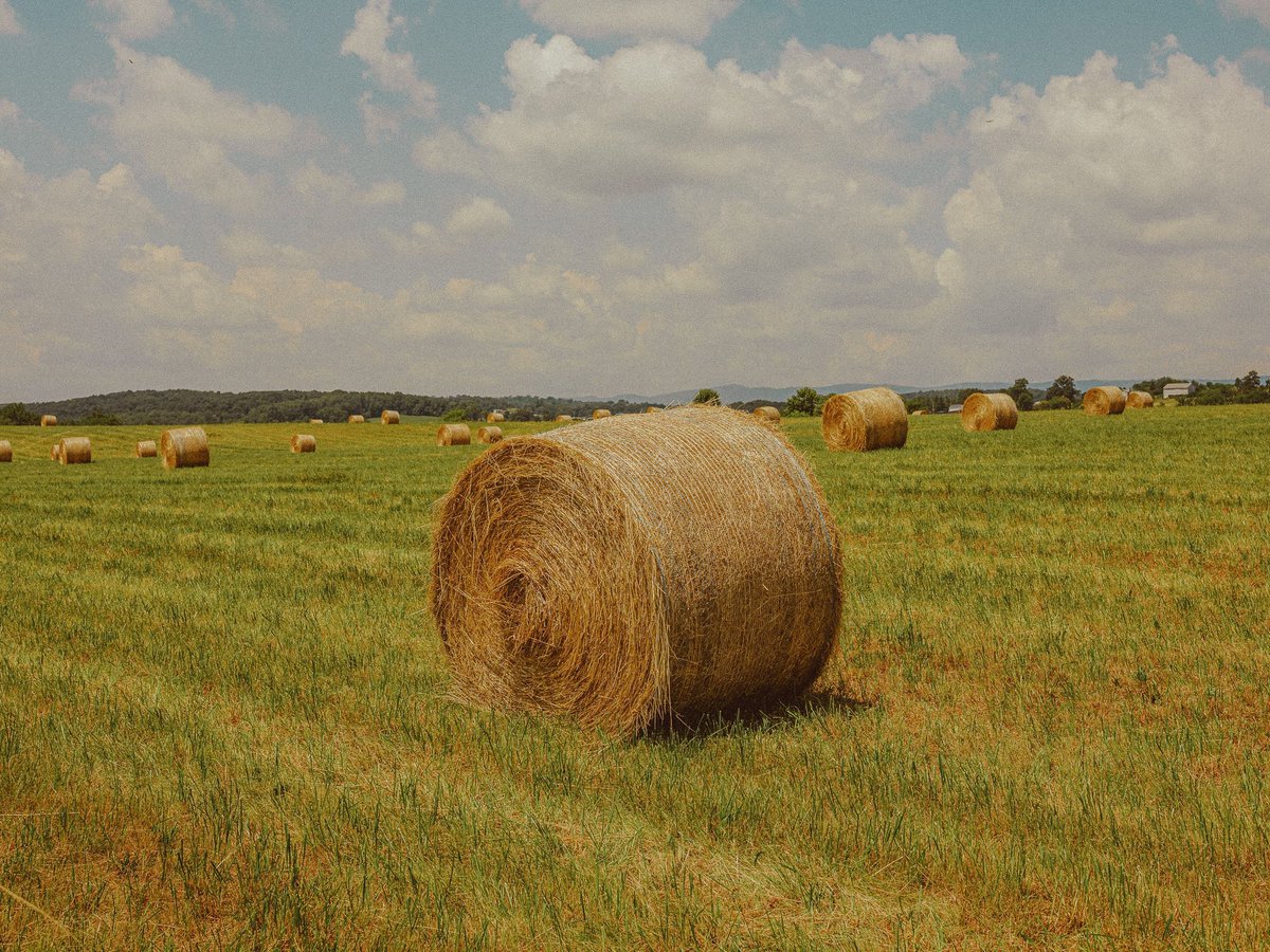 summer in my hometown