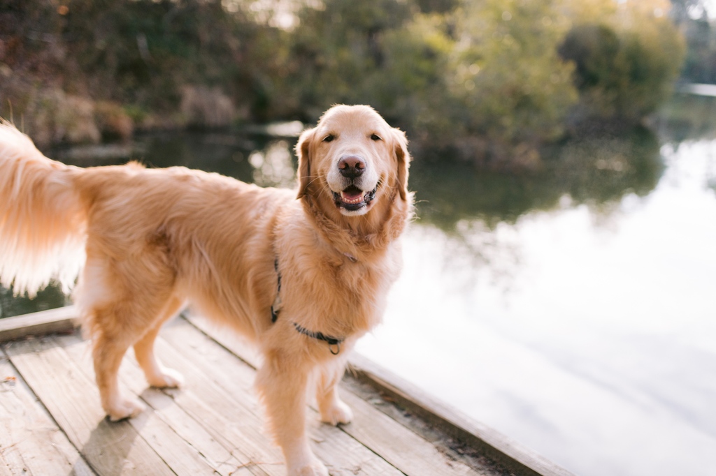 Someone is excited for #NationalHikingDay… 🐶 Across Williamsburg, Yorktown, and Jamestown, there are a variety of dog-friendly trails for you and your pup to enjoy. Click the link below for the full rundown. #VisitWilliamsburg

📸 @samanthabrookephoto

visitwilliamsburg.com/blog/dog-frien…