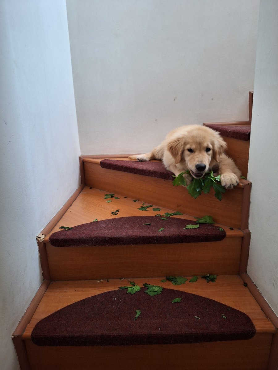 foresita tweet media