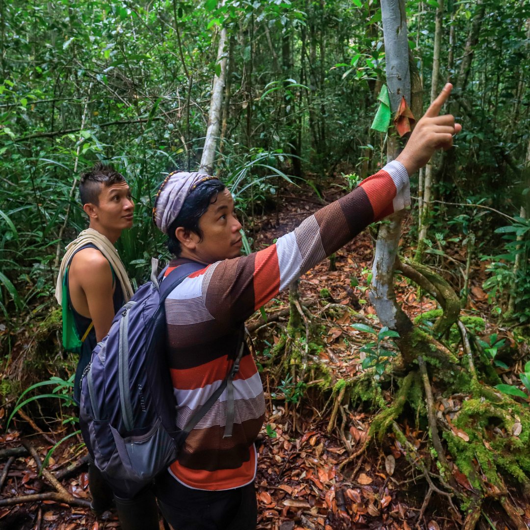 BNF_Intl's tweet photo. Our field teams are continuing 20 years of orangutan research in Borneo's Sebangau National Park 🦧 #OrangutanCaringWeek https://t.co/YMWSscQY90