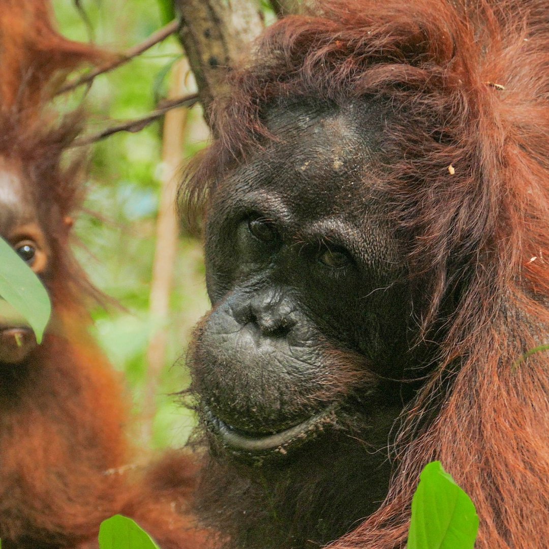 BNF_Intl's tweet photo. Our field teams are continuing 20 years of orangutan research in Borneo's Sebangau National Park 🦧 #OrangutanCaringWeek https://t.co/YMWSscQY90