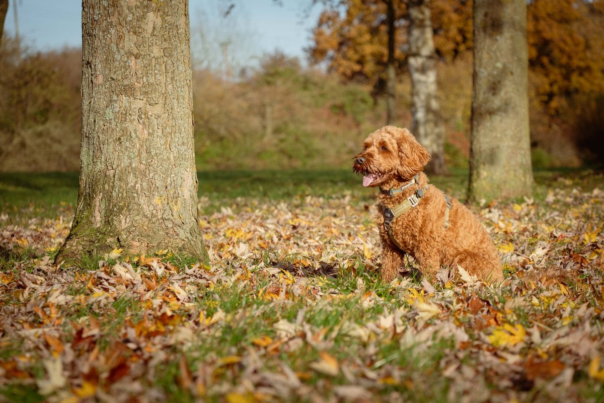 CockapooDaisy's tweet image. If I sit here for long enough, they may throw the ball again