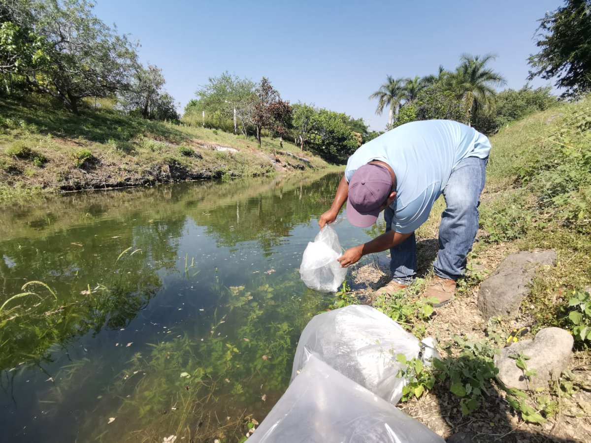 COMPESCA_'s tweet photo. Sembramos 38 mil crías de tilapia en Nueva Italia, Municipio de Múgica.
En compañía de Hugo Wulfrano Andrade López, Presidente de Municipio de Múgica trabajamos en conjunto para impulsar la acuacultura de este municipio. 🐟💧
#HonestidadyTrabajo https://t.co/Ifm95WYW5V