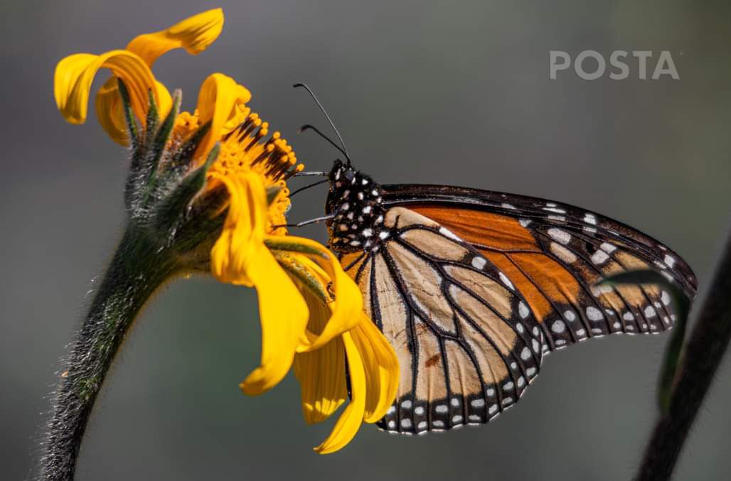 POSTATamaulipas's tweet photo. Tamaulipas cumple con las características geográficas necesarias, para recibir a la mariposa monarca en sus más de 4 mil kilómetros de trayecto, desde los Estados Unidos hasta los santuarios de Michoacán. #MariposaMonarca #Tamaulipas #Migración 
📸Osberto Vera
🖊️Ignacio Aceves https://t.co/AVk5cNDL0c