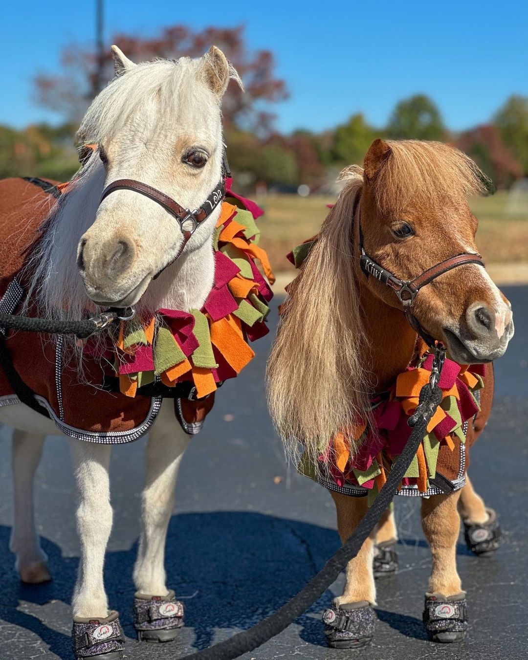 Shetland pony deals hoof boots