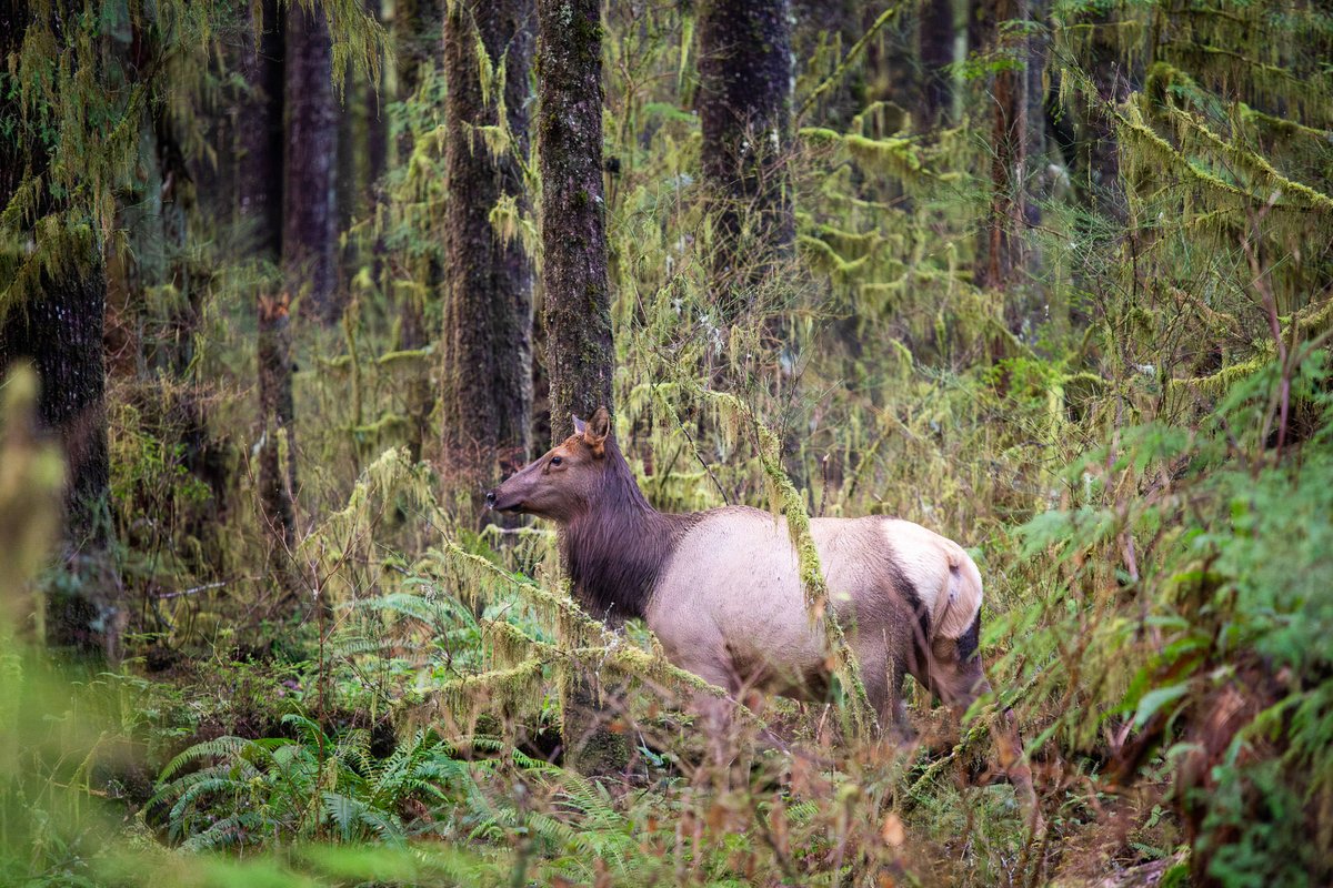#ForestFeatureFriday is back, with Vancouver Island's largest land mammal: the Roosevelt elk! 

Learn more about these charismatic old-growth forest residents below! ⬇
ancientforestalliance.org/roosevelt-elk/

#rooseveltelk #ancientforest #worthmorestanding #oldgrowth #conservation