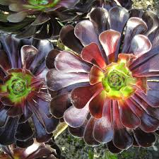 MsSmartyP's tweet photo. Happy #FoliageFriday -Aeonium arboreum(Schwarzkopf)
Schwarzkopf blooms in winter and requires very low watering. Aeonium arboreum is one of the two mainland species native to the Atlantic coast of Morocco.
Find it @thewaterconservationgarden Various locations with full sunlight https://t.co/4V7fGI5g8E