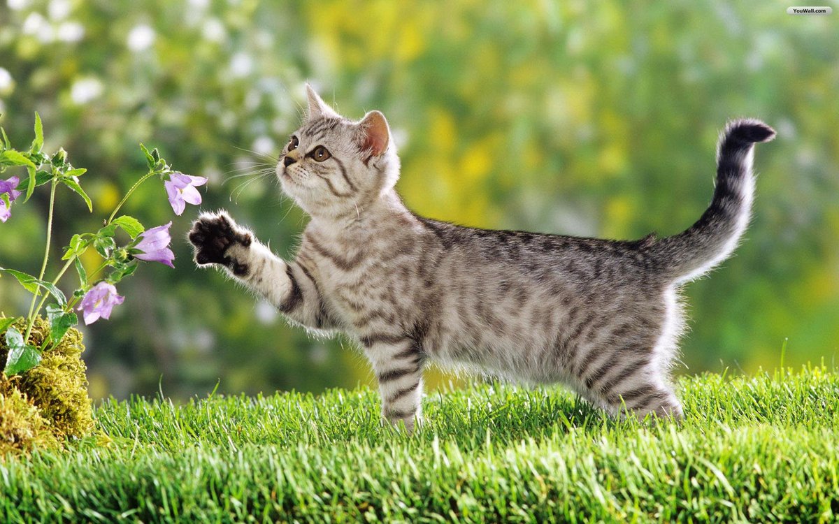PePuelupe's tweet photo. 1. Curious Companions:Cats, the epitome of curiosity, are delightful companions. Their playful antics and independent spirit make them cherished members of many households. Whether chasing shadows or napping in sunbeams, these feline friends bring joy and warmth. https://t.co/mSKNOny1sp