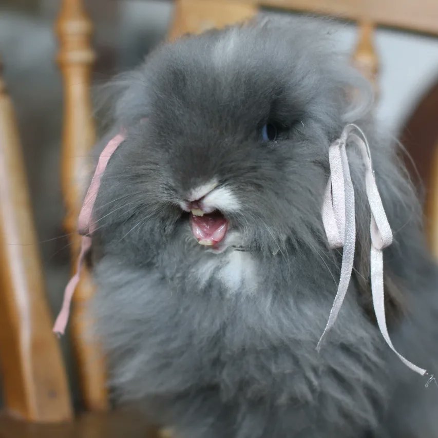 Bunny singing...