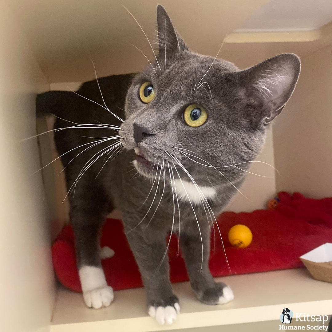 Kitsap Humane Society tweet media