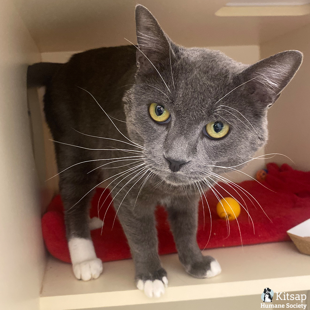 Kitsap Humane Society tweet media