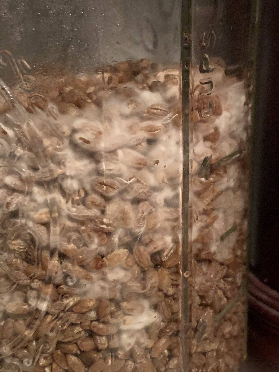 shroomboost23's tweet photo. Rye berries have growth https://t.co/JgAhOyydwn