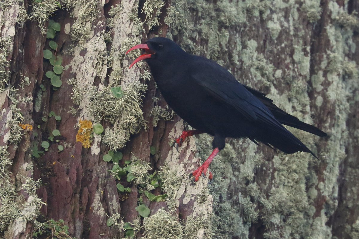 SkokholmIsland's tweet photo. A Skokholm record five pairs of Chough nested this year. Although their youngsters are now on the mainland, the adults remain on territory for much of the winter. https://t.co/DRcca5PRz4