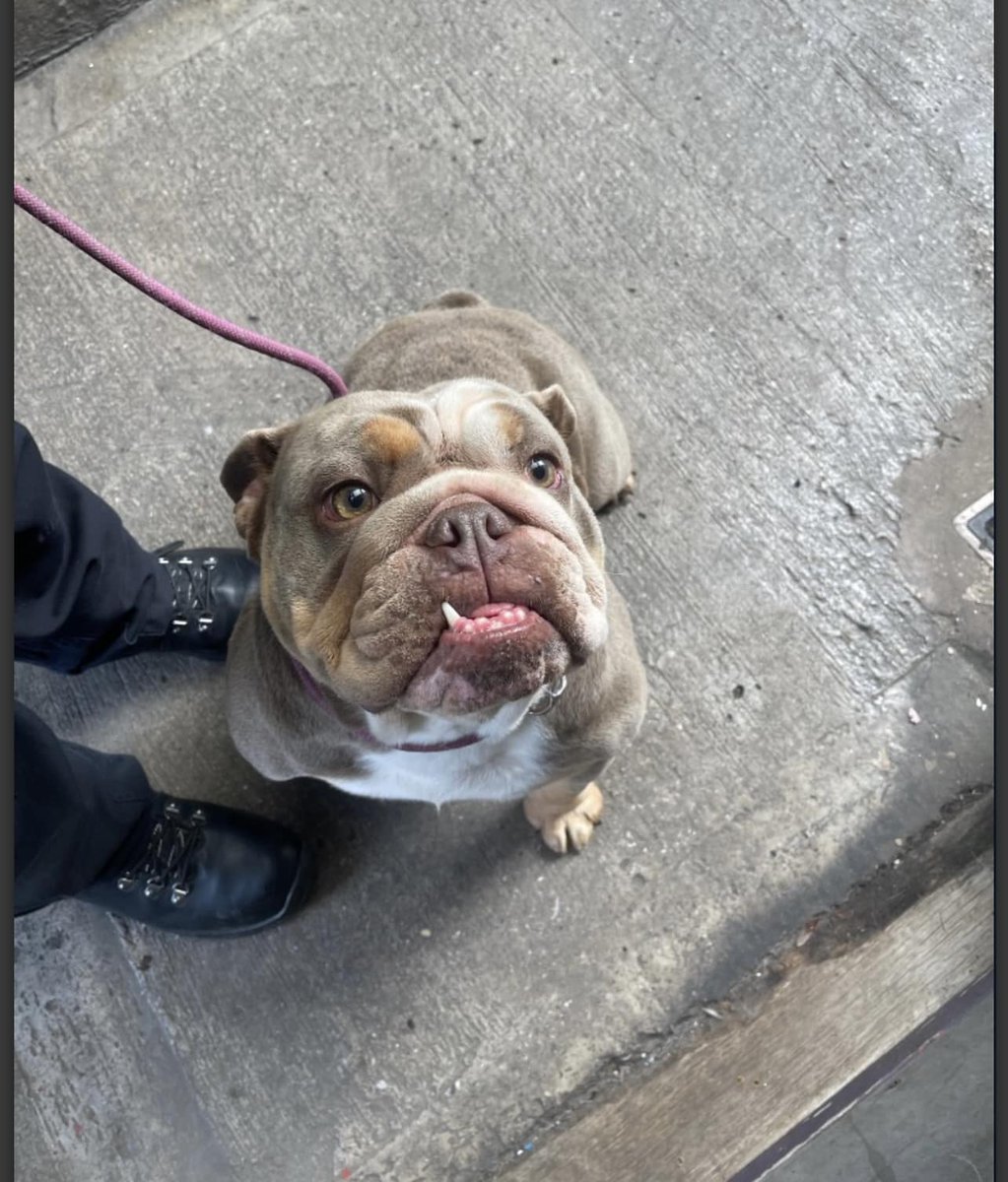 AdoptionsUk's tweet image. Urgent, please retweet, homes desperately needed for dogs #BIRKENHEAD #LIVERPOOL #UK   
All of these dogs have been waiting a very long time. Please contact the shelter if you are interested in adopting or fostering.  
XENA - fobk.org.uk/dogs/d2023152-…………SHAUN -…