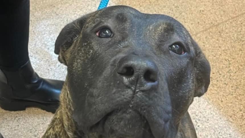 AdoptionsUk's tweet image. Urgent, please retweet, homes desperately needed for dogs #BIRKENHEAD #LIVERPOOL #UK   
All of these dogs have been waiting a very long time. Please contact the shelter if you are interested in adopting or fostering.  
XENA - fobk.org.uk/dogs/d2023152-…………SHAUN -…