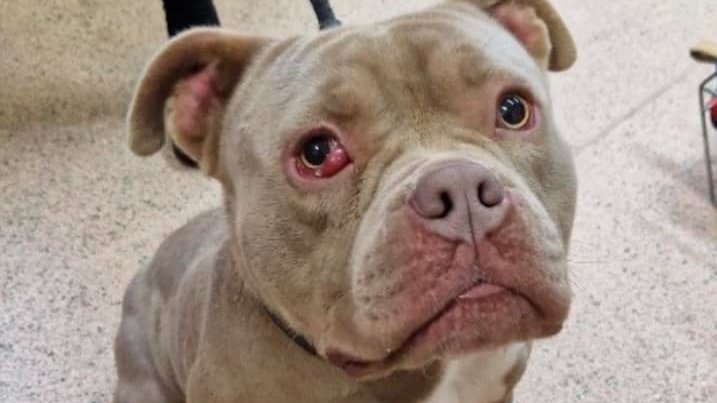 AdoptionsUk's tweet image. Urgent, please retweet, homes desperately needed for dogs #BIRKENHEAD #LIVERPOOL #UK   
All of these dogs have been waiting a very long time. Please contact the shelter if you are interested in adopting or fostering.  
XENA - fobk.org.uk/dogs/d2023152-…………SHAUN -…