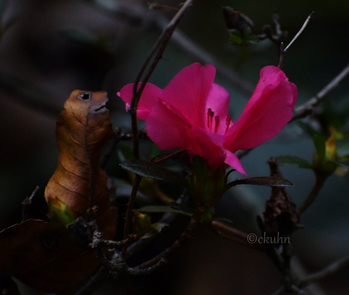 catjkuhn's tweet photo. The #azaleas wanted to hang around for #FlowersOnFriday. ππΈ #FloralFriday #FuchsiaFriday #FlowerPhotography #Flowers https://t.co/6gKBrsdOXA