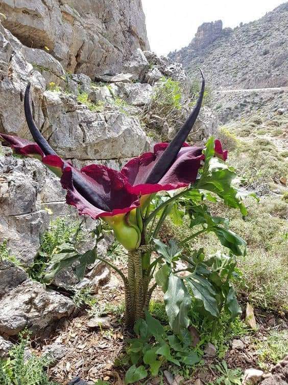 ClaudiaGa85's tweet photo. Que hermosa es la naturaleza https://t.co/1vbM5DujP7