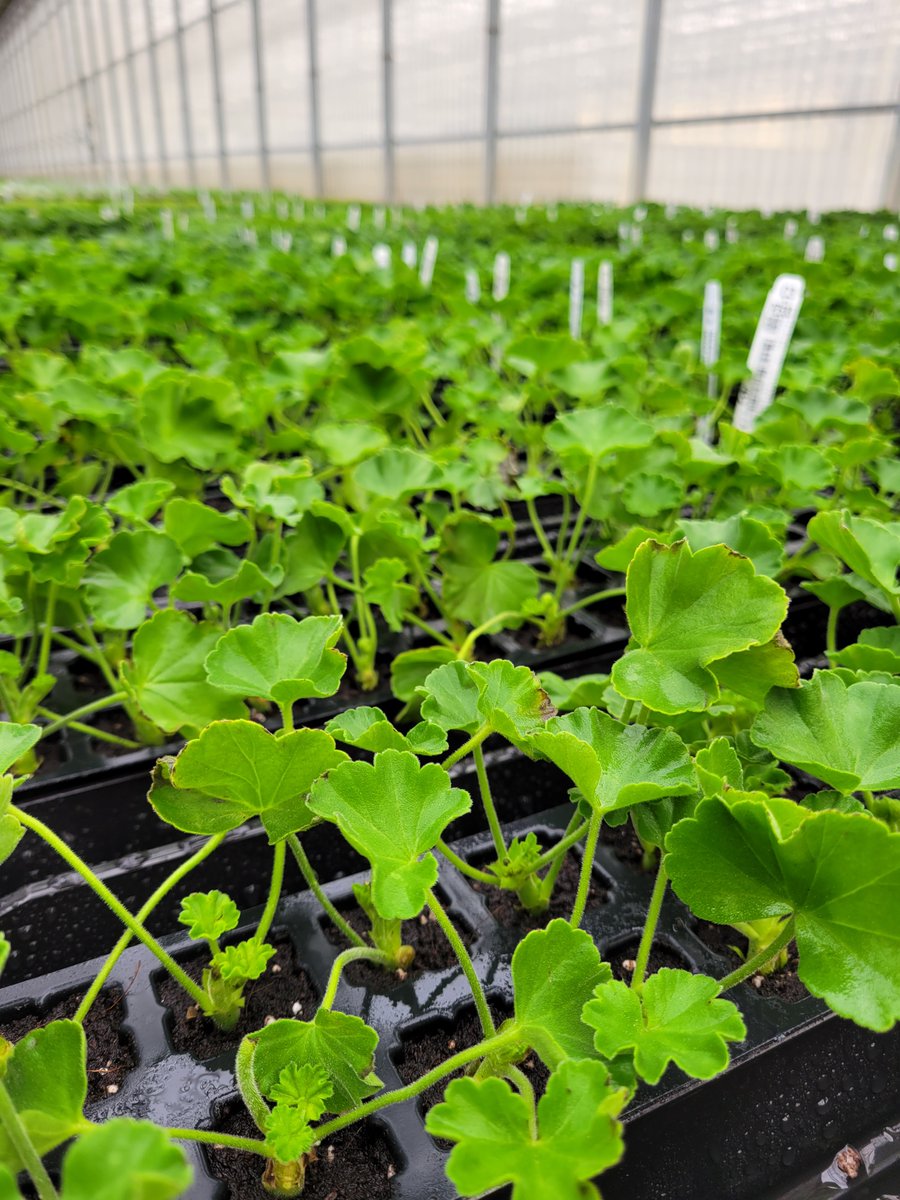 stlcid's tweet photo. Sneak peek of next year's summer florals already beginning to grow! Thanks to our landscaping partners @SFP_Landscaping for making the Downtown District look good. In addition, they're growing over 1.5 million poinsettias for the holiday season!

#DowntownSTL #stlCID #stlmade https://t.co/A4DS1UQHE5
