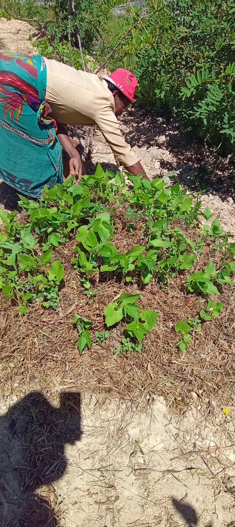 Planting Psychofria seedlings in this November period 🌱

#CNCALA #Ranomafana