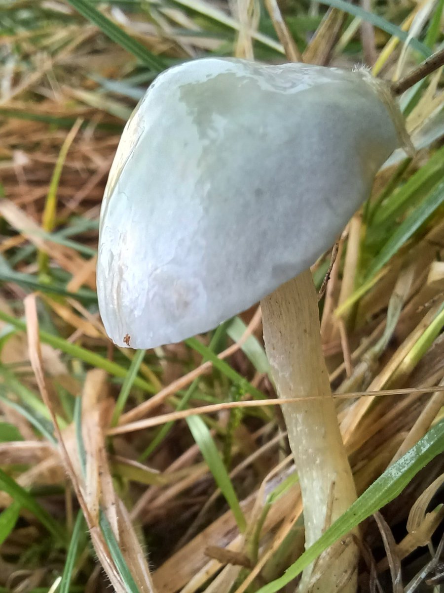 #FungiFriday Blue Roundhead (Stropharia caerulea) found with @ray_rambling on Ingleborough nature reserve.