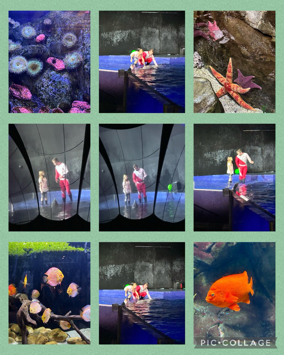 Brandi McDaniel (@brandibmcdaniel) on Twitter photo We were all so excited when one of our very own gifted Ss was chosen to help be a dolphin trainer during the dolphin show! Great job SK! Field trip memories are the BEST! <a href="/BBCMES/">BBCES</a> <a href="/BrashearMelia/">Melia Brashear</a> <a href="/TCBOE/">Talladega Co Schools</a> We were all so excited when one of our very own gifted Ss was chosen to help be a dolphin trainer during the dolphin show! Great job SK! Field trip memories are the BEST! <a href="/BBCMES/">BBCES</a> <a href="/BrashearMelia/">Melia Brashear</a> <a href="/TCBOE/">Talladega Co Schools</a>