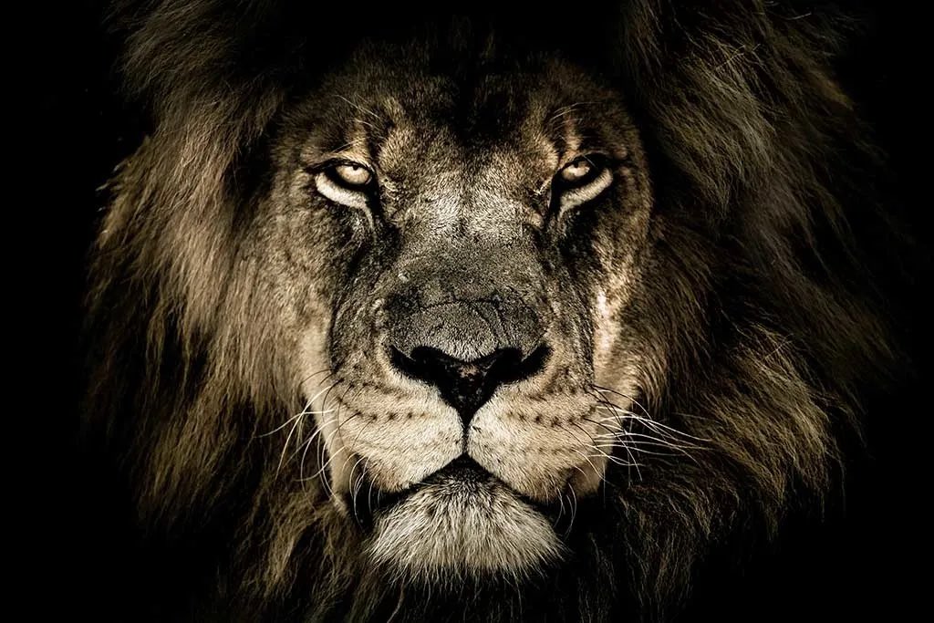 CCCLionsFB's tweet image. Current players on our roster receiving athletic scholarship offers from four-year schools. Commitments coming in from 24’s and mid-year transfers. It’s a great day to be a Lion!

#DetroitsJUCO #TheBluePr1nt #TheProg24m