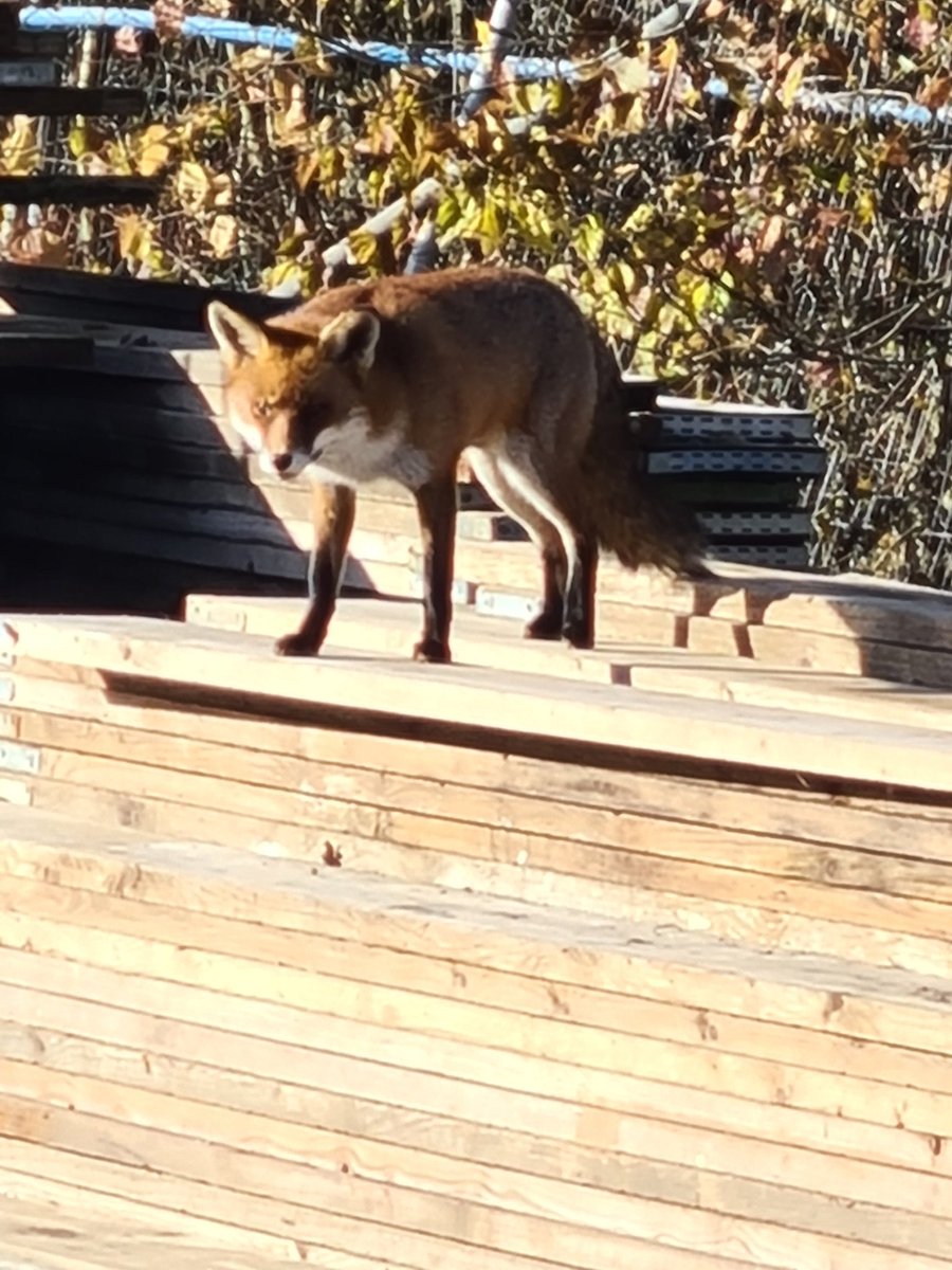 WLandscapesuk's tweet photo. @ChrisGPackham this handsome fella joined as at work on site in North London, he / she looked magnificent in todsys sunshine https://t.co/mfMaEM5spM