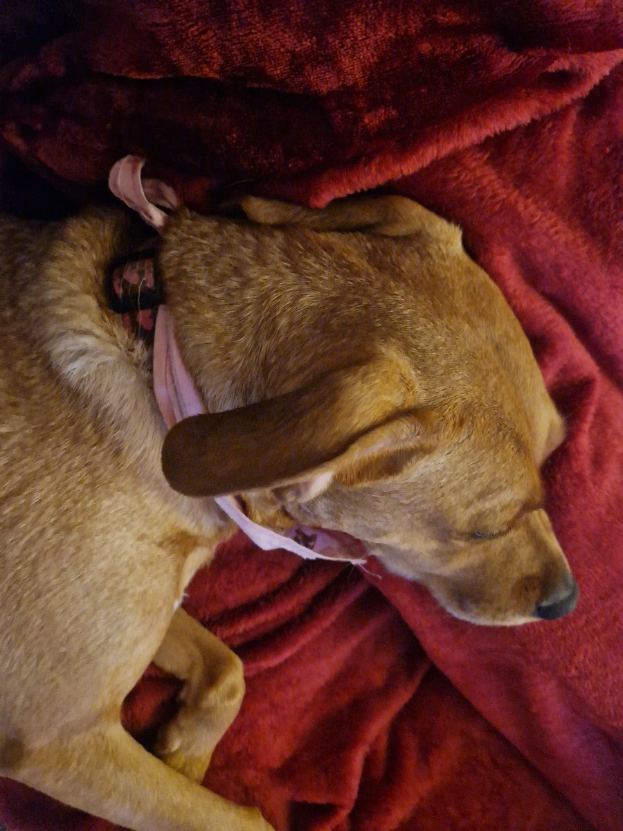 VW_GTonic's tweet image. New fleece!! Has passed the Lexi Cuddle test!! 🤣 #SleepyDoggo #SweetDreams