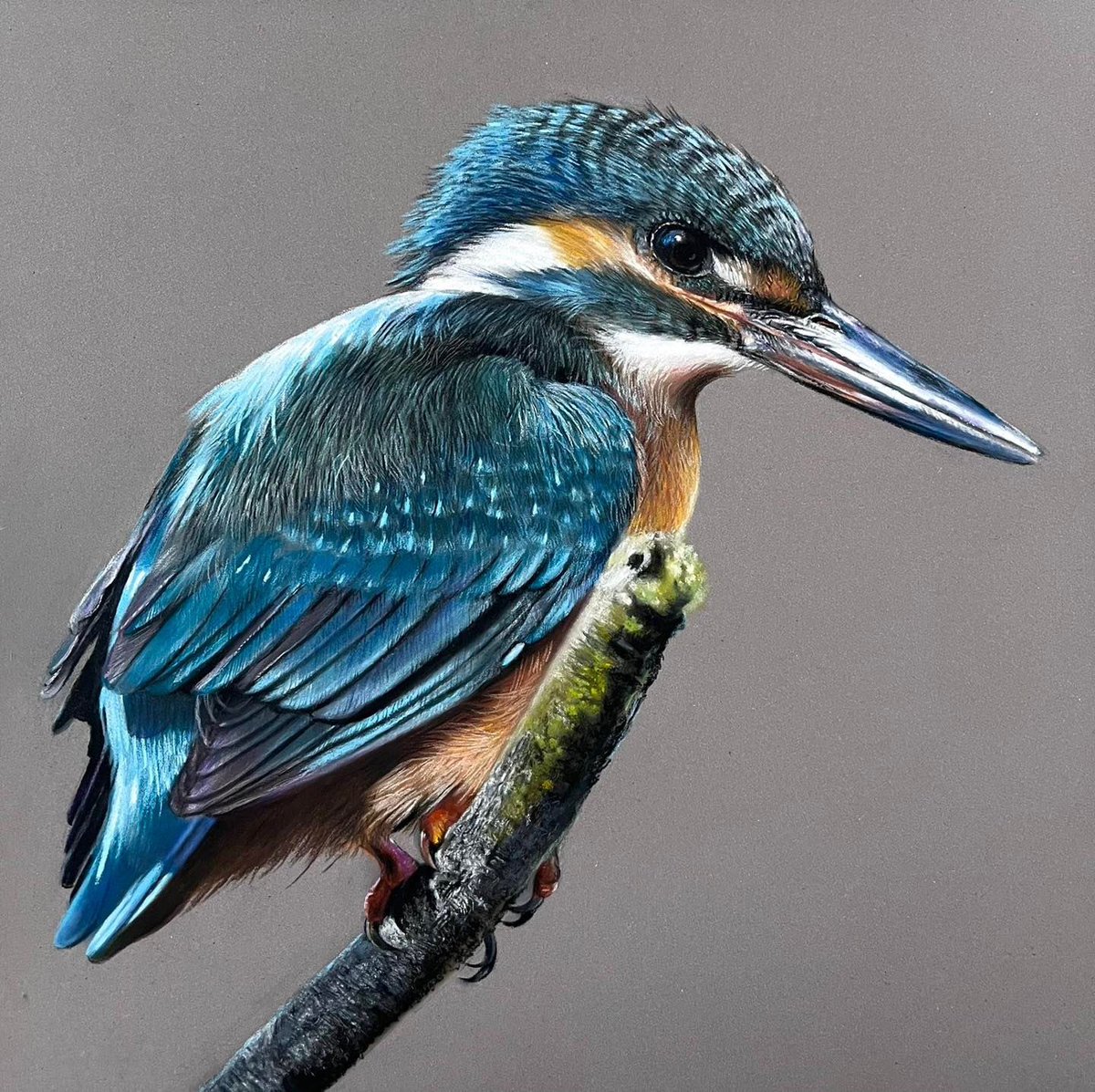 Possibly my favourite piece to date. Awesome animals to draw. Pastel pencils and soft pastel on pastelmat. Hope everyone has a great weekend 🙂.
#art #drawing #artistry #kingfisher #drawing #hyperrealism #artists #birds #draw #paint #pencils #pencilart #artofdrawing #artsy #arty