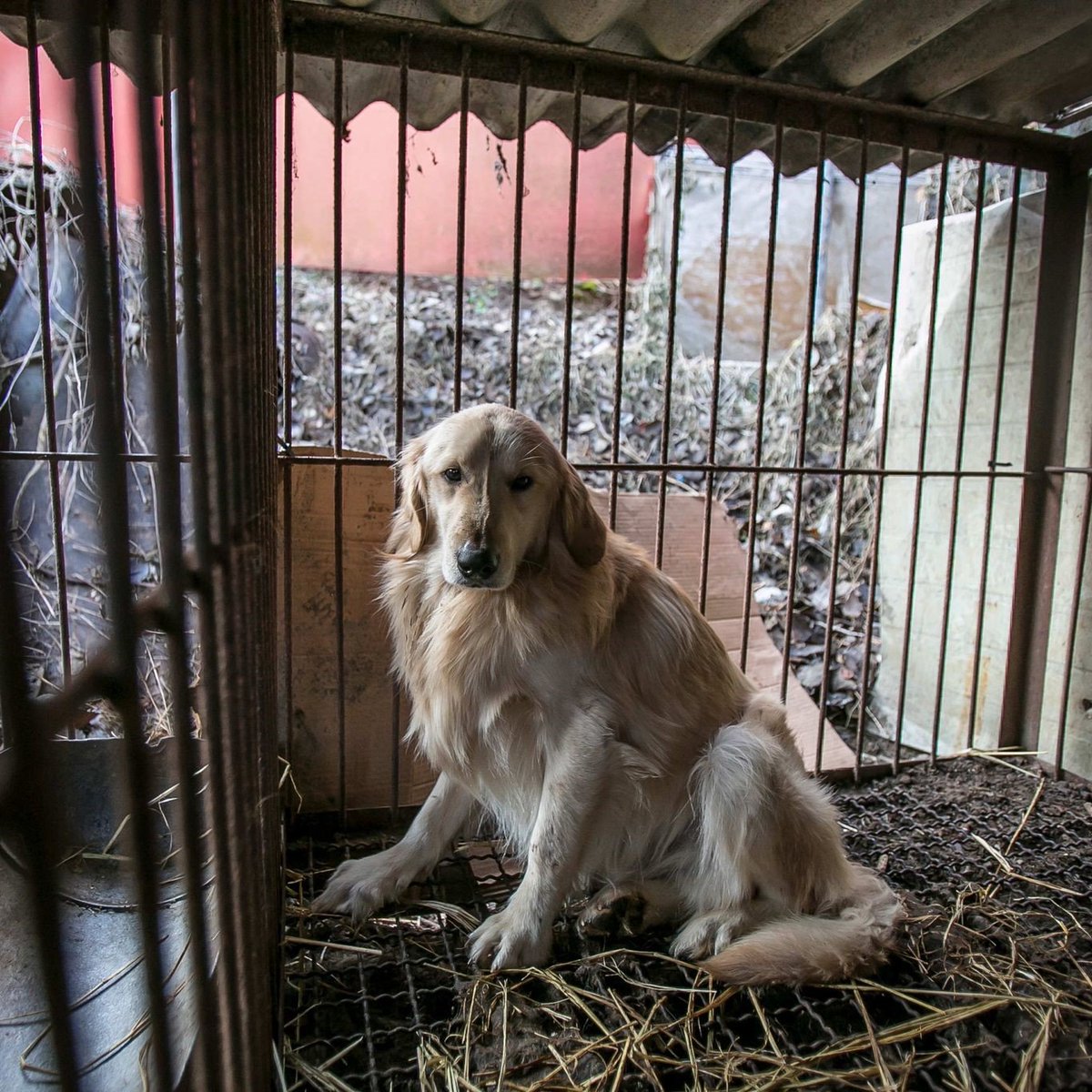 Humane World for Animals UK tweet media