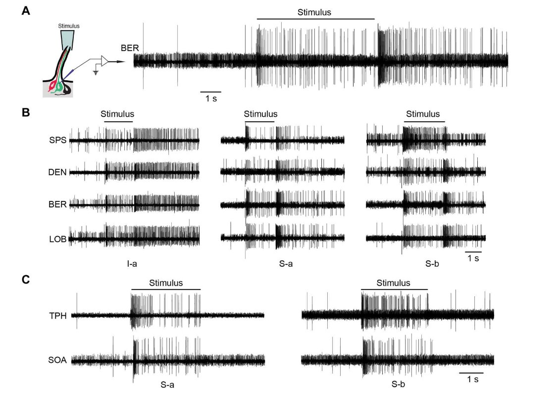 Hany Dweck هاني دويك tweet media