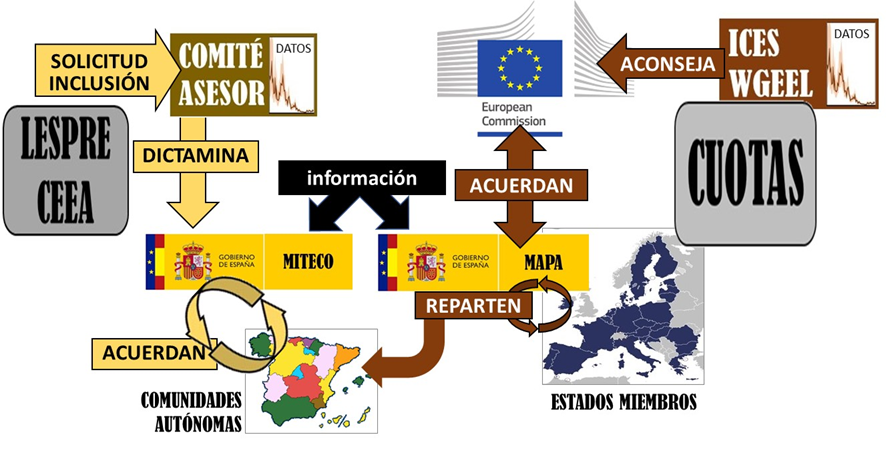 Recogida de apoyos para el cese de la explotación de la anguila
Una abierta: chng.it/kV8w9KsQmN
Otra para la comunidad investigadora: forms.gle/eFutrEQpePRLdG…
La importancia de las firmas se explica en el esquema de abajo… que, a su vez, se explica aun mas abajo (hilo)