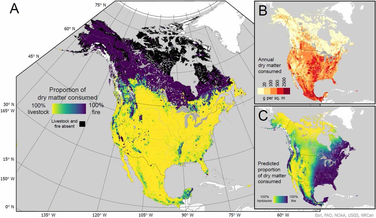 johnafwendt's tweet photo. Just published!

New article on bison, fire, and drivers of vegetation consumption in Holocene North America and today.

Past and present biomass consumption by herbivores and fire across productivity gradients in North America https://t.co/Gf5K60G7Mb via @IOPenvironment https://t.co/qoGWFxMQgC