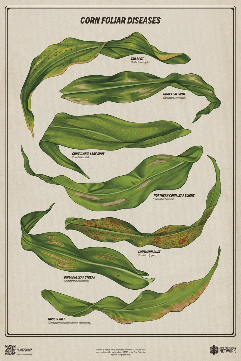 Crop Protection Network (@cropnetwork) on Twitter photo Corn disease botanical style. Got corn disease questions when selecting hybrids for 2024? Ask Extension.
Created by Keaton Hewitt with @UDPlantPath and <a href="/ImSoyExcited/">Maddle (with an L) Henrickson</a>.
<a href="/alisonrISU/">Alison Robertson</a> <a href="/tjcksn/">Tamra Jackson-Ziems</a> <a href="/maddishires/">Maddi Shires</a> <a href="/NDSUExtension/">NDSU Extension</a> @KSUCropdiseases <a href="/alabamaED/">Ed Sikora</a> <a href="/baldpathologist/">Tom Allen</a> <a href="/MartinChilvers1/">Martin Chilvers</a> Corn disease botanical style. Got corn disease questions when selecting hybrids for 2024? Ask Extension.
Created by Keaton Hewitt with @UDPlantPath and <a href="/ImSoyExcited/">Maddle (with an L) Henrickson</a>.
<a href="/alisonrISU/">Alison Robertson</a> <a href="/tjcksn/">Tamra Jackson-Ziems</a> <a href="/maddishires/">Maddi Shires</a> <a href="/NDSUExtension/">NDSU Extension</a> @KSUCropdiseases <a href="/alabamaED/">Ed Sikora</a> <a href="/baldpathologist/">Tom Allen</a> <a href="/MartinChilvers1/">Martin Chilvers</a>