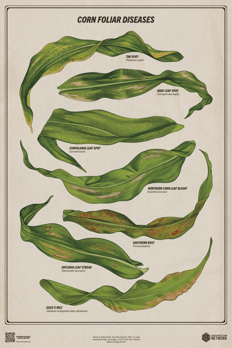 corn diseases illustrated on corn leaves