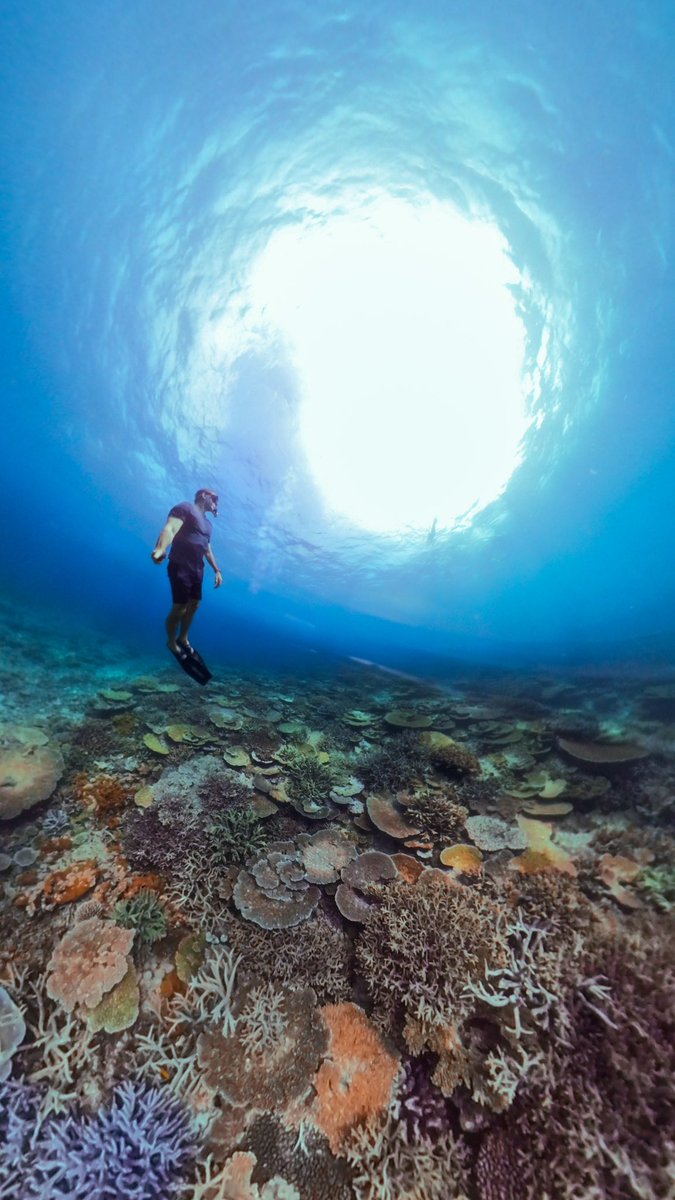 FunTravelTV's tweet photo. Reef check 🪸It’s so refreshing to see so much coral that is so healthy 👍 

https://t.co/m46Hcx4vg8 https://t.co/aJxk6T6YGd
