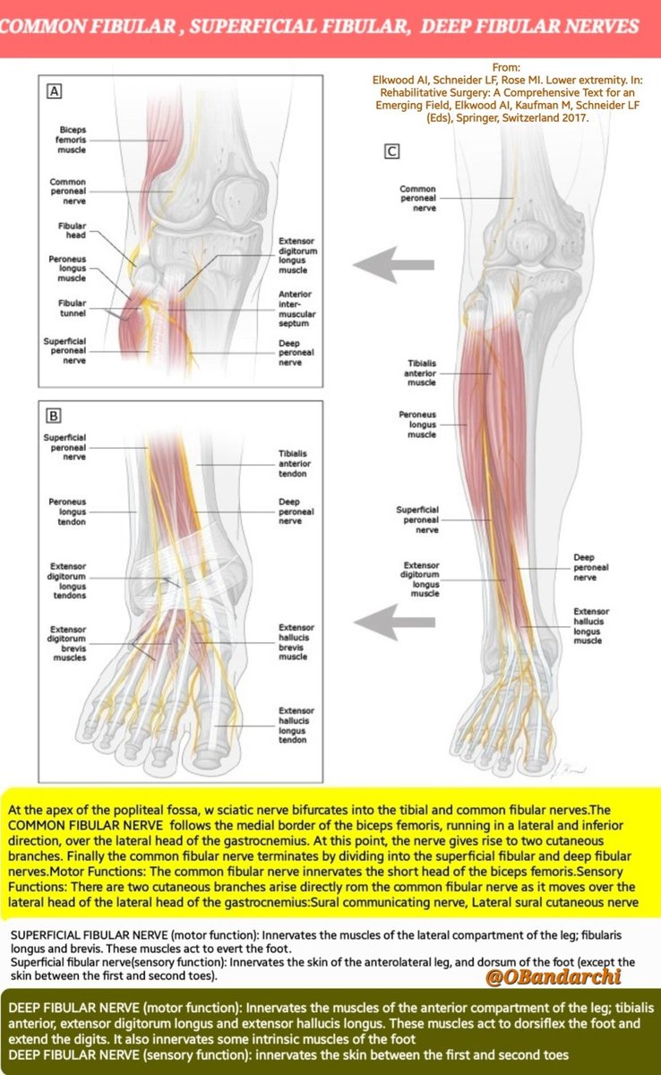 ✴️Common Fibular (Peroneal) nerve begins at the apex of popliteal fossa, where the sciatic nerve bifurcates into Tibial & Common fibular nerves. ✔️Its terminal branches: ( Superficial & Deep ) Fibular nerves. ✔️Briefly the motor & sensory branches of all 3 nerves mentioned.