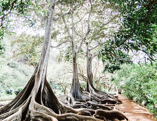 AlohaBruce tweet media