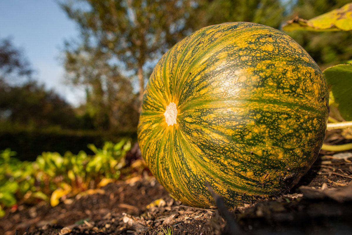 November's harvests in our walled garden is a true labor of love 🌱🍂. Our dedicated team has been nurturing these vegetables all season, and now it's time to savor the fruits of our labor. 🍽️🌿