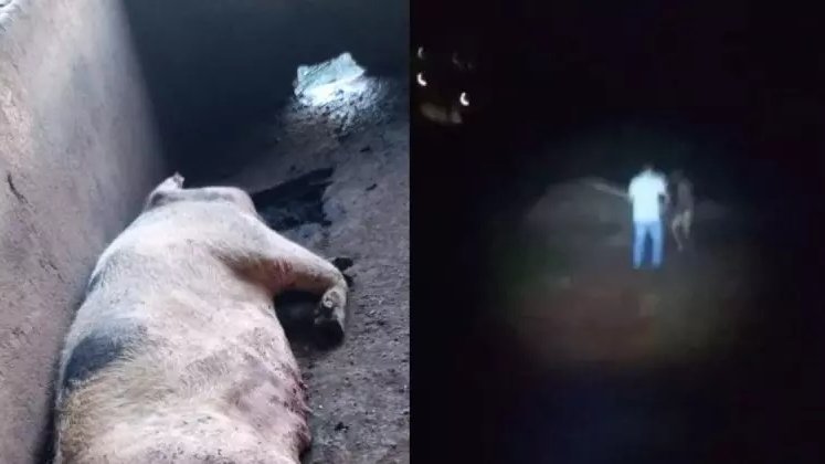 dechapecoo's tweet photo. Homem de 51 anos é flagrado abusando sexualmente de porca em chiqueiro de Pinhalzinho (SC), diz Polícia Civil.

#SantaCatarina #Pinhalzinho #PolíciaCivil https://t.co/FCrwtylUiH
