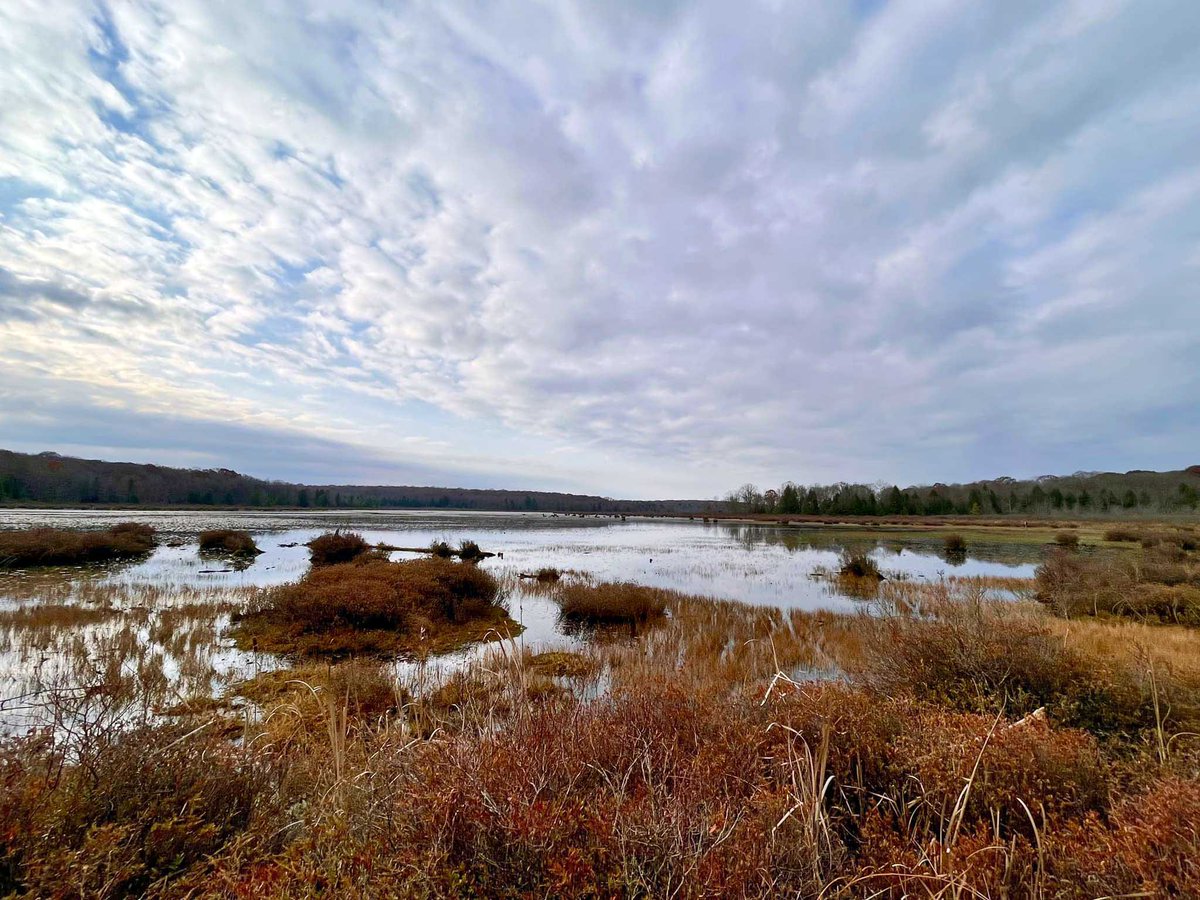 DCNRnews's tweet photo. A calm scene from Black Moshannon lake and the surrounding wetlands. Late fall is a great season to visit the bog at #BlackMoshannonStatePark, as the pitcher plants, sphagnum moss, and sundews are still showing fall colors. #GetOutdoorsPa #FallInPa #PaStatePark https://t.co/VBkbPq7ZrY