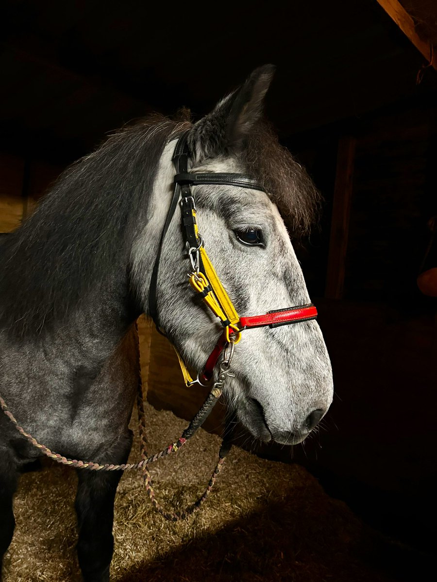 JoannaHolland80's tweet photo. I redesigned Summers endurance bridle into a bitless bridle ❤️😊 just need to adjust the noseband a bit lower but I do think it suits him 🥰🥰 #diybitlessbridle #bitlessbridle #bitlesspony https://t.co/fktyYhVV7V