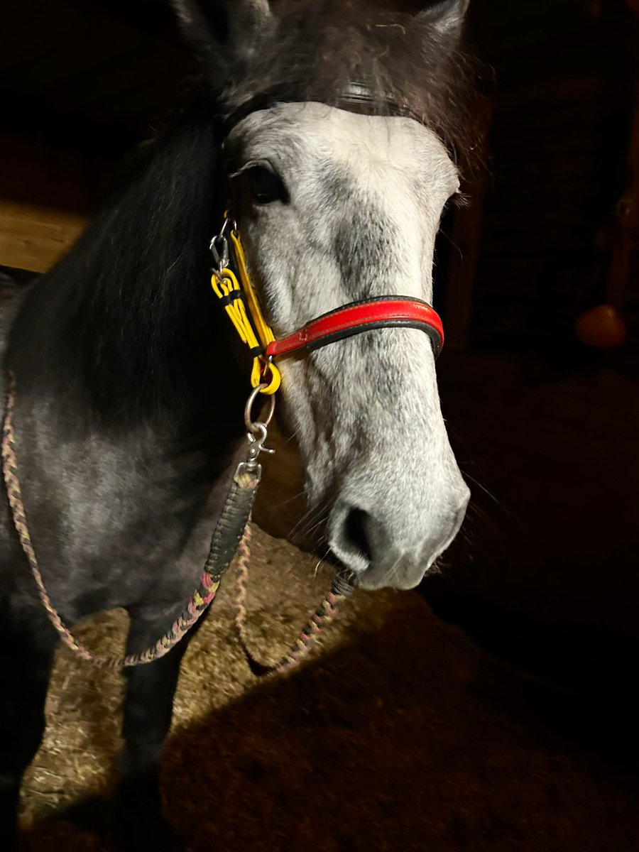 JoannaHolland80's tweet photo. I redesigned Summers endurance bridle into a bitless bridle ❤️😊 just need to adjust the noseband a bit lower but I do think it suits him 🥰🥰 #diybitlessbridle #bitlessbridle #bitlesspony https://t.co/fktyYhVV7V
