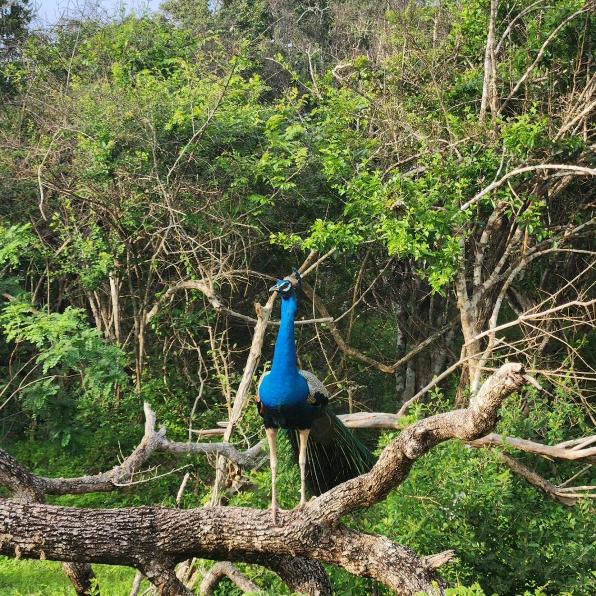 MasroorLK's tweet photo. Yala National Park, located in the southeast of Sri Lanka, is renowned for its diverse wildlife and picturesque landscapes. Home to a variety of ecosystems, the park is a haven for nature enthusiasts. One of its major attractions is the thriving population of Sri Lankan leopards. https://t.co/cIhOdufG7W