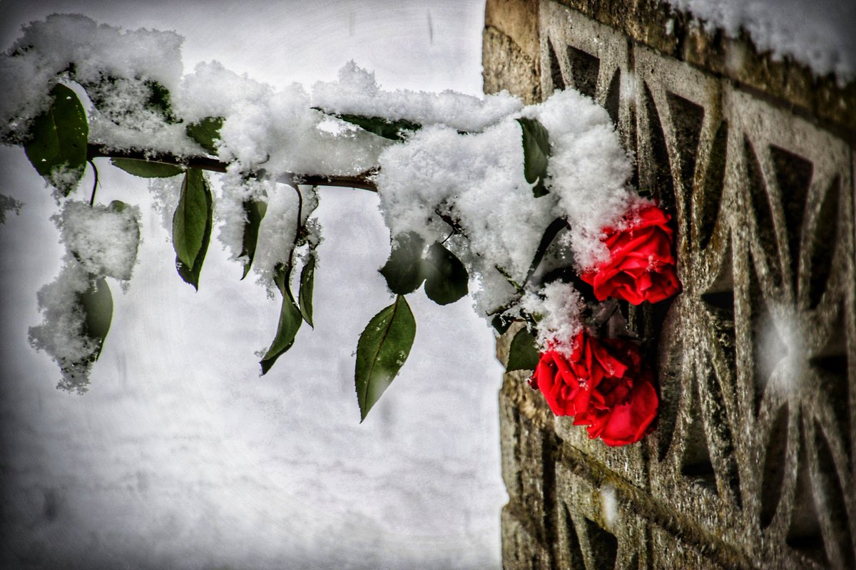 #365in2023DailyPrompt @365_in_2023 17.11.23. Hiemps. 📸. A rose in winter,..